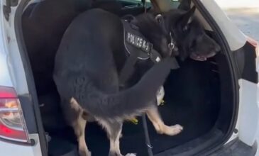 Θεσσαλονίκη: Ο αστυνομικός σκύλος «Ακύλας» ξετρύπωσε ναρκωτικά από παιδικό κάθισμα αυτοκινήτου