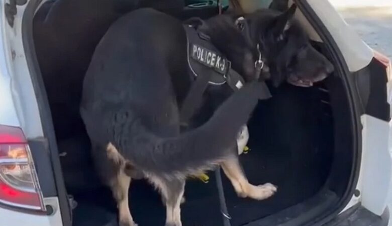Θεσσαλονίκη: Ο αστυνομικός σκύλος «Ακύλας» ξετρύπωσε ναρκωτικά από παιδικό κάθισμα αυτοκινήτου