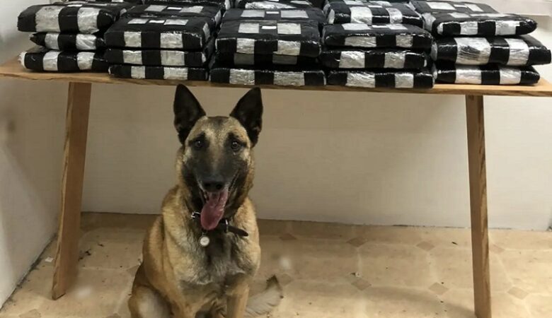 Ροδόπη: Ο αστυνομικός σκύλος «Λάικα» μύρισε 32 κιλά κάνναβη στην οροφή Ι.Χ. αυτοκινήτου