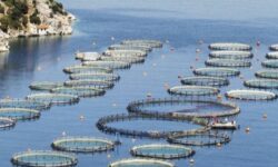 Έως 15 Μαρτίου οι αιτήσεις για αποζημιώσεις σε αλιεία και υδατοκαλλιέργεια