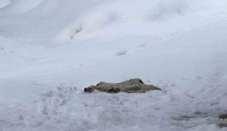 Κτηνωδίες σε Μαγνησία και Αχαΐα: Αποκεφάλισαν σκύλο στα Κάτω Λεχώνια – Πυροβόλησαν άλλον στην Πάτρα