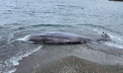 Κύπρος: Νεκρές φάλαινες ξεβράστηκαν στις ακτές – Πιθανή η σύνδεση με τους σεισμούς σε Τουρκία και Συρία
