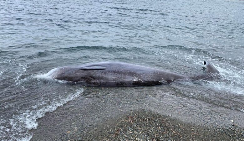 Κύπρος: Νεκρές φάλαινες ξεβράστηκαν στις ακτές – Πιθανή η σύνδεση με τους σεισμούς σε Τουρκία και Συρία