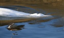 Γαλλία: Εθελοντές, λιμενικοί και επιστήμονες έσωσαν μια μεγάπτερη φάλαινα που είχε παγιδευτεί σε ποταμό
