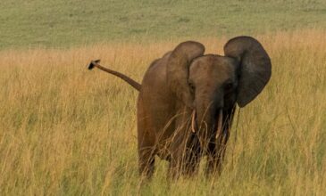 Ουγκάντα: Άγριος ελέφαντας επιτέθηκε και σκότωσε αγρότη