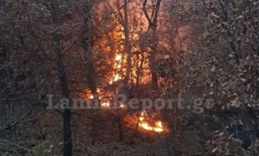 Πυρκαγιά μαίνεται σε δύσβατη δασική έκταση με δρύες και κέδρους στη Φθιώτιδα
