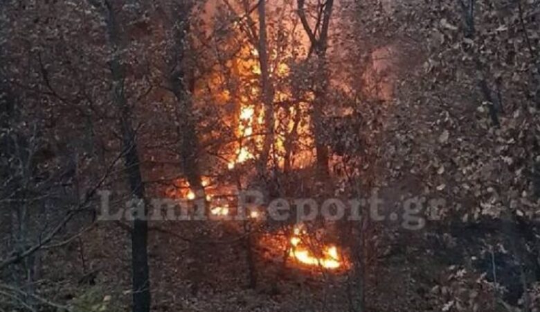 Πυρκαγιά μαίνεται σε δύσβατη δασική έκταση με δρύες και κέδρους στη Φθιώτιδα