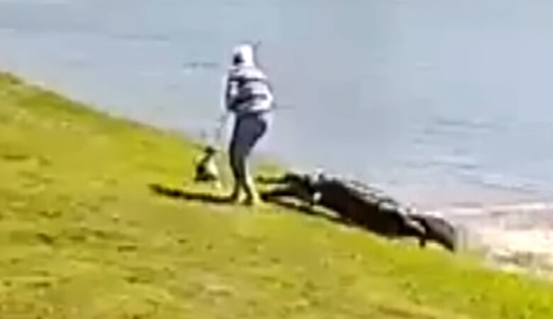 Η στιγμή που αλιγάτορας άρπαξε 85χρονη και τον σκύλο της – Δείτε το σοκαριστικό βίντεο