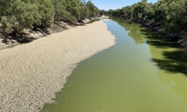 Αυστραλία: Σοκ με εκατομμύρια νεκρά ψάρια σε ποταμό