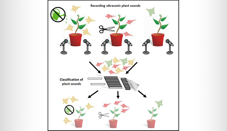 Τα στρεσαρισμένα φυτά… βογκάνε – Ακούστε το ηχητικό από την επιστημονική ανακάλυψη