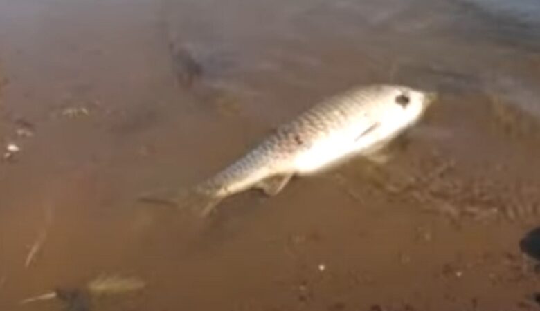 Νεκρά ψάρια εμφανίστηκαν στη λίμνη Κερκίνη – Τι λένε οι ειδικοί