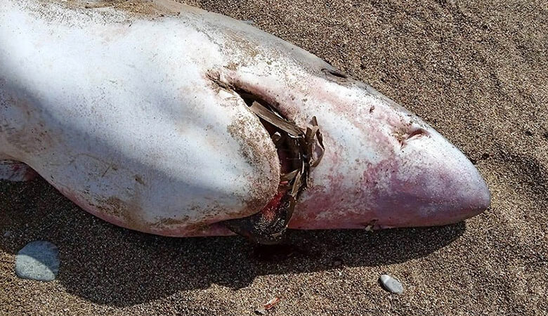 Καρχαρίας ξεβράστηκε σε παραλία της Κισάμου