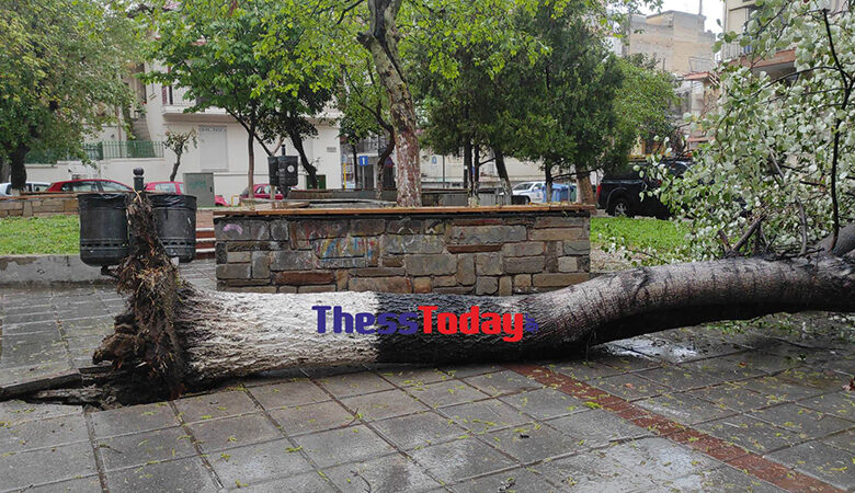 Κακοκαιρία «Ilina»: «Ξυλώθηκαν» δέντρα στην Θεσσαλονίκη – Μήνυμα του 112 στους κατοίκους