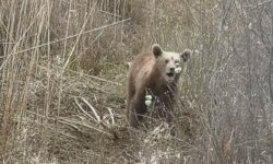 Φλώρινα: Αρκουδάκι πιάστηκε σε παράνομη συρμάτινη θηλιά ασυνείδητων κυνηγών στις Πρέσπες