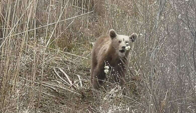 Φλώρινα: Αρκουδάκι πιάστηκε σε παράνομη συρμάτινη θηλιά ασυνείδητων κυνηγών στις Πρέσπες