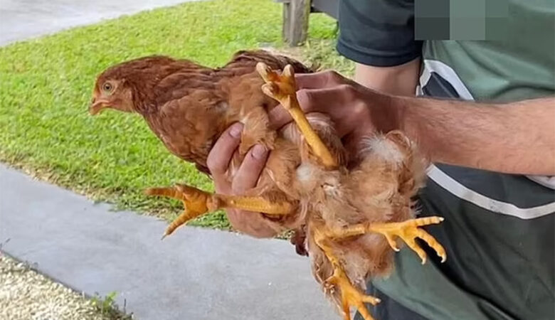Αυστραλία: Αγρότης διέσωσε ένα σπάνιο κοτόπουλο με τέσσερα πόδια – Δείτε εικόνες