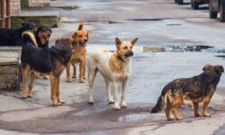 Επίθεση από αγέλη σκύλων δέχθηκε 44χρονη στο Φίλυρο Θεσσαλονίκης