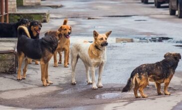 Φρίκη στα Άνω Λιόσια: Αγέλη σκύλων κατασπάραξε 68χρονη