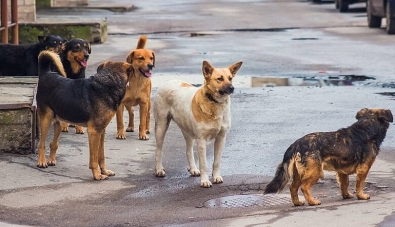 Φρίκη στα Άνω Λιόσια: Αγέλη σκύλων κατασπάραξε 68χρονη