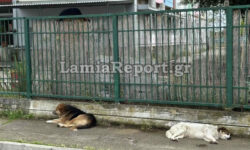 Λαμία: Στο νοσοκομείο άντρας από επίθεση αδέσποτων σκυλιών – Εικόνες από το σημείο