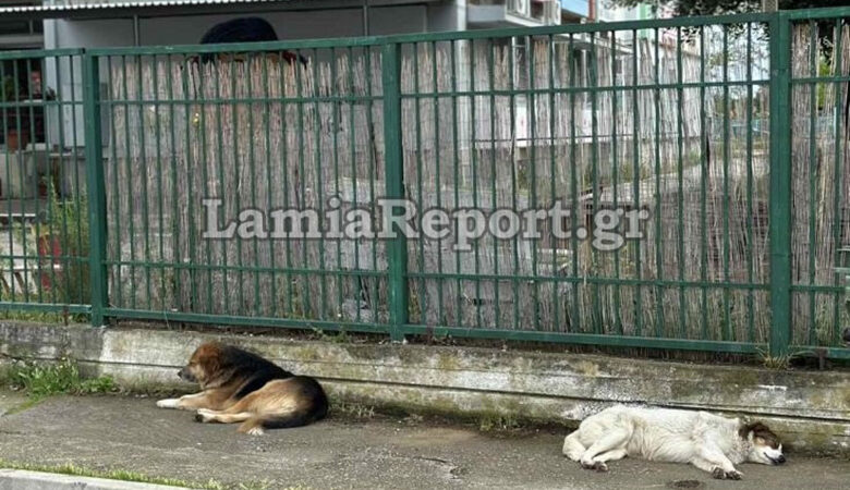 Λαμία: Στο νοσοκομείο άντρας από επίθεση αδέσποτων σκυλιών – Εικόνες από το σημείο