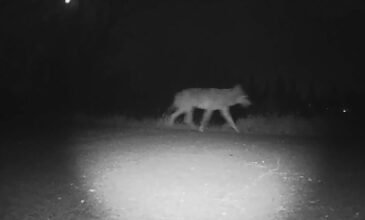 Σέρρες: Λύκος «έκοβε» βόλτες δίπλα σε νηπιαγωγείο – Δείτε βίντεο