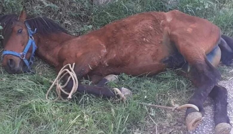 Κτηνωδία στη Τζια: Παστουρωμένο άλογο κρεμόταν σε πλαγιά λόγω εξάντλησης