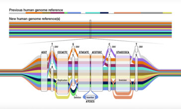 Την πληρέστερη κατανόηση της γονιδιωματικής πολυμορφίας επιχειρούν επιστήμονες