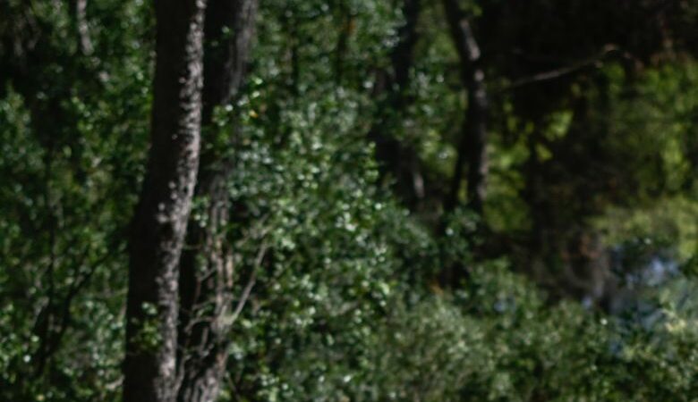 Μυτιλήνη: Η ξήρανση εκατοντάδων πεύκων στα δάση προκάλεσε την παρέμβαση του Δήμου