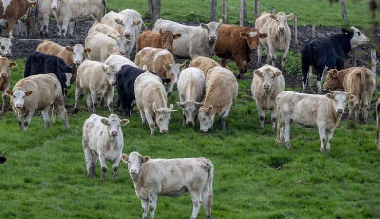 Θανατηφόρα νόσος που πλήττει τα βοοειδή εντοπίστηκε σε περιοχές της νότιας Ευρώπης
