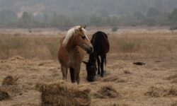 Φρίκη στην Σαμαρίνα Γρεβενών: Άγνωστοι σκότωσαν και τεμάχισαν πέντε άλογα
