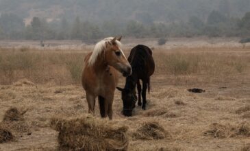 Έρευνα της ΕΛ.ΑΣ. για νεκρά άλογα που βρέθηκαν σε χαράδρα στην Πάρνηθα