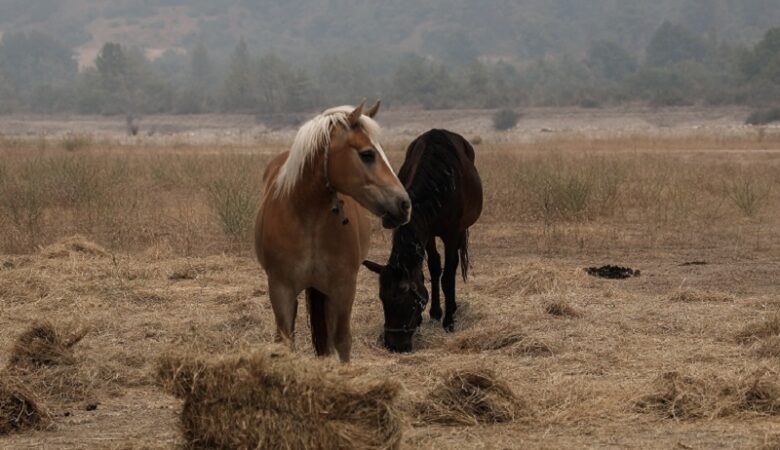 Έρευνα της ΕΛ.ΑΣ. για νεκρά άλογα που βρέθηκαν σε χαράδρα στην Πάρνηθα
