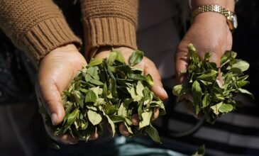 Η Βολιβία κατάσχεσε 9,2 τόνους φύλλων κόκας από το Περού