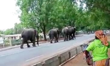 Καμερούν: Διψασμένοι ελέφαντες εισέβαλαν σε μια πόλη, αφού ισοπέδωσαν γειτονικά χωριά