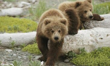 Φλώρινα: Απεγκλωβίστηκαν τρεις μικρές αρκούδες από το κανάλι στο Φράγμα της Τριανταφυλλιάς