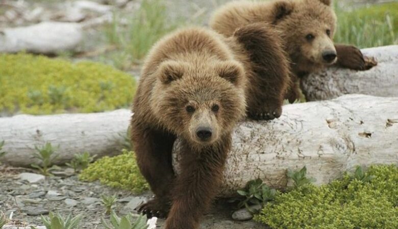 Φλώρινα: Απεγκλωβίστηκαν τρεις μικρές αρκούδες από το κανάλι στο Φράγμα της Τριανταφυλλιάς