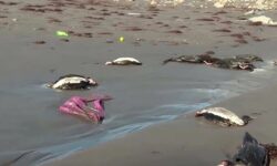 Χιλή: Μυστήριο με χιλιάδες νεκρά θαλασσοπούλια στις ακτές της χώρας