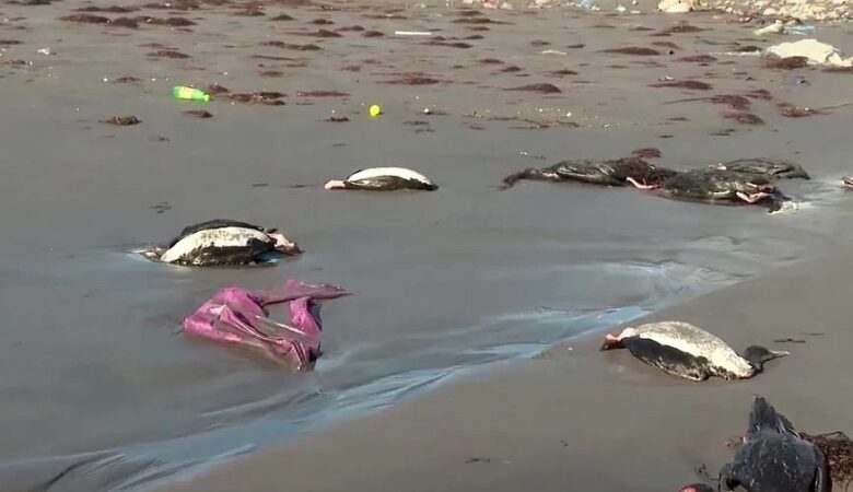Χιλή: Μυστήριο με χιλιάδες νεκρά θαλασσοπούλια στις ακτές της χώρας