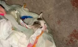 Βίντεο που προκαλεί οργή: Άγνωστοι πέταξαν γατάκι στα σκουπίδια – Το έσωσαν περαστικοί που άκουσαν το κλάμα του