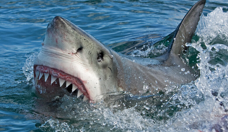 Στα… σαγόνια του καρχαρία τουρίστρια από επίθεση καρχαρία στις Μπαχάμες – Η 44χρονη Αμερικανίδα έχασε τη ζωή της