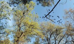 Συναγερμός στην Καρδίτσα για τον υπερπληθυσμό κορακοειδών