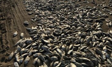 Δεκάδες χιλιάδες νεκρά ψάρια ξεβράστηκαν στις ακτές του Τέξας – Δείτε βίντεο