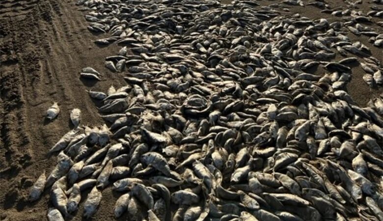 Δεκάδες χιλιάδες νεκρά ψάρια ξεβράστηκαν στις ακτές του Τέξας – Δείτε βίντεο