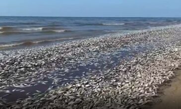 ΗΠΑ: Χιλιάδες νεκρά ψάρια ξεβράστηκαν σε ακτή του Τέξας – Εικόνες σοκ