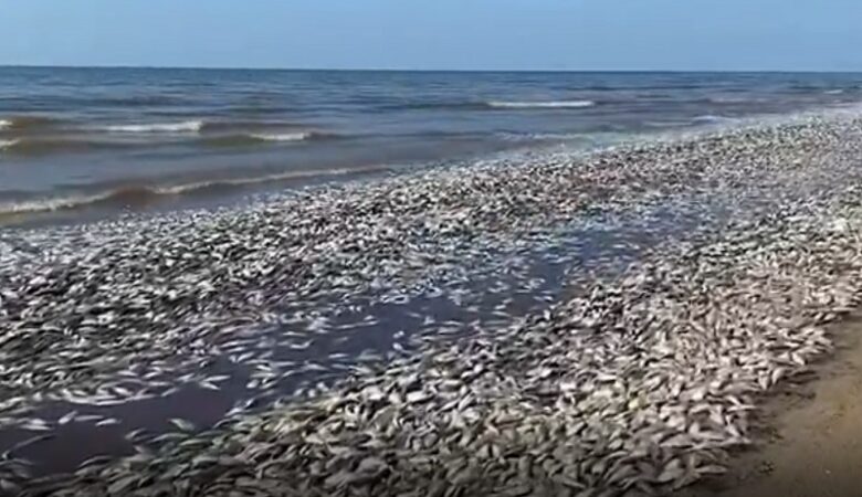 ΗΠΑ: Χιλιάδες νεκρά ψάρια ξεβράστηκαν σε ακτή του Τέξας – Εικόνες σοκ