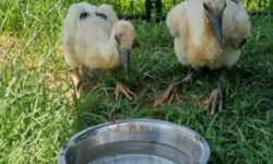 Σέρρες: Οι «Κτηνίατροι σε δράση» έσωσαν νεοσσούς πελαργούς που έπεσαν από τη φωλιά τους