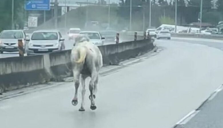 Δύο άλογα αναστάτωσαν την κυκλοφορία στην Εθνική Οδό Θεσσαλονίκης – Μουδανιών