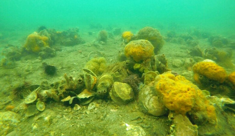 Θαλάσσιο «Ελ Ντοράντο» ο Ευβοϊκός Κόλπος: Εντοπίστηκαν όστρακα με μαργαριτάρια που τα… κυνηγούν παράνομοι αλιείς