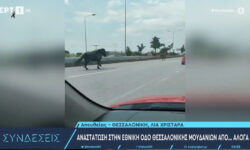 Χαλκιδική: Άλογα βγήκαν βόλτα και προκάλεσαν κυκλοφοριακό χάος